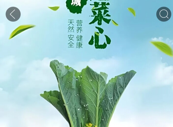迟菜芯