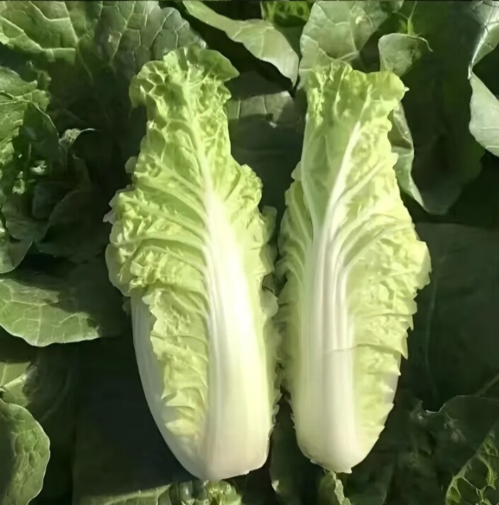大白菜