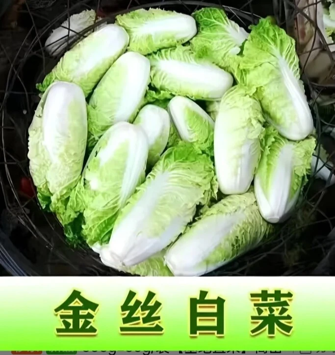 大白菜