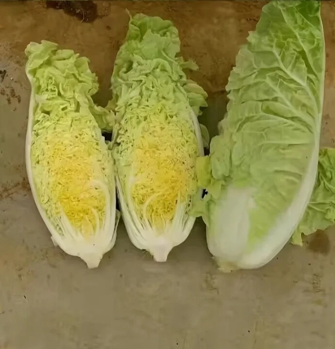 大白菜