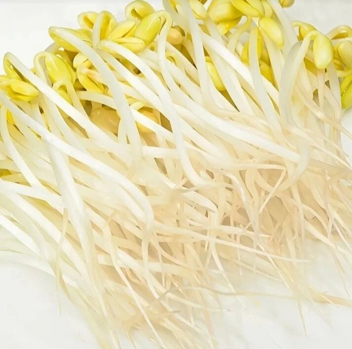 豆芽