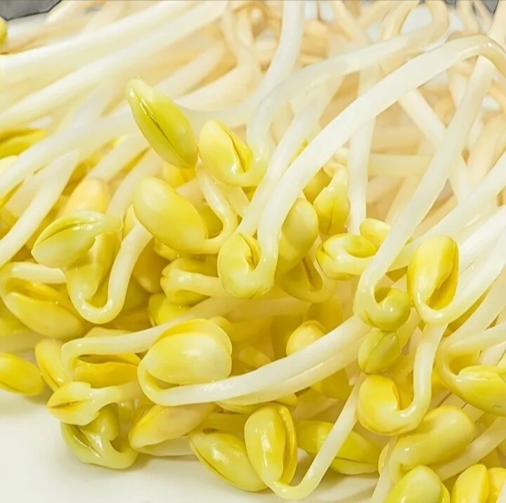 豆芽