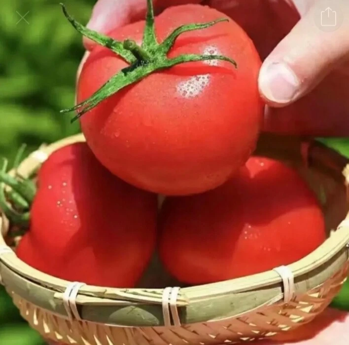 蕃茄