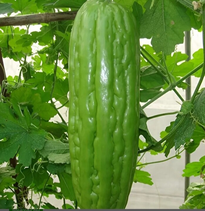 苦瓜