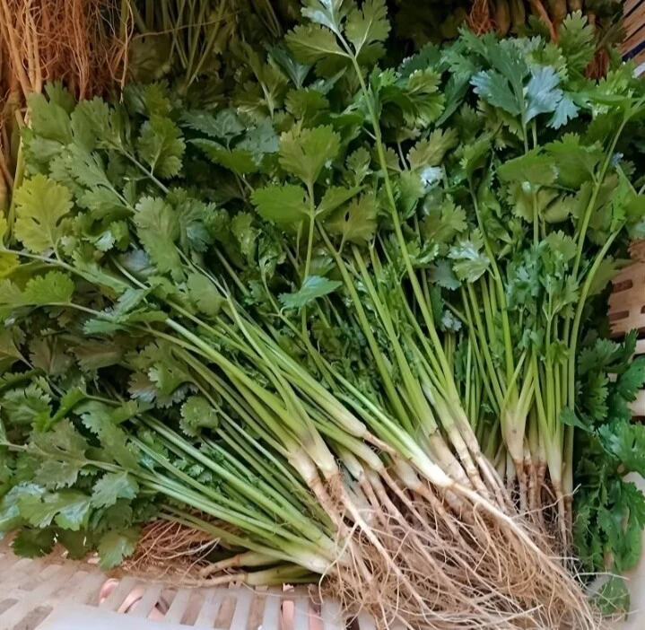香菜
