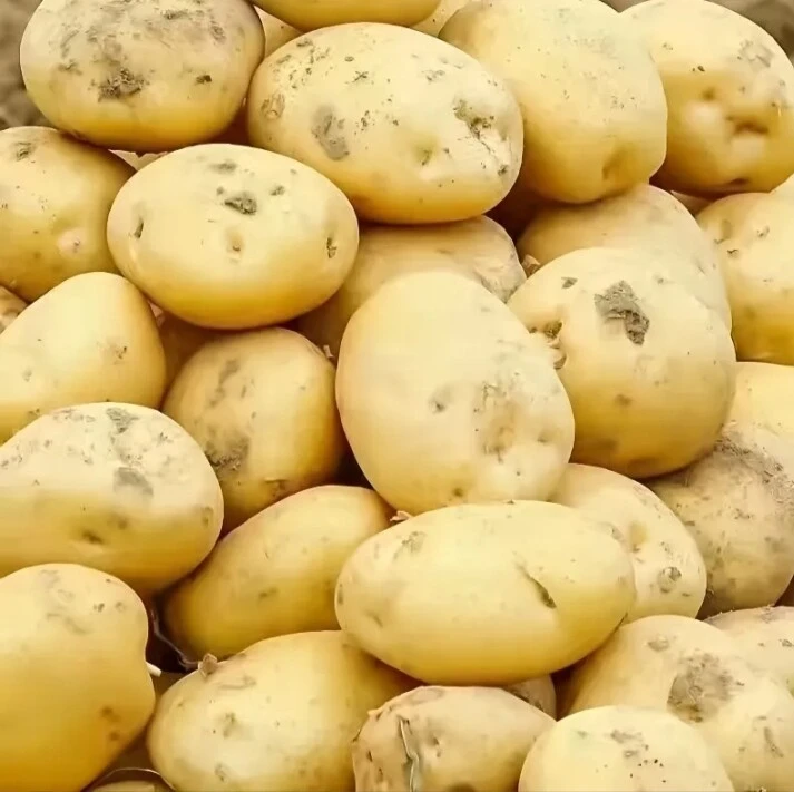 土豆