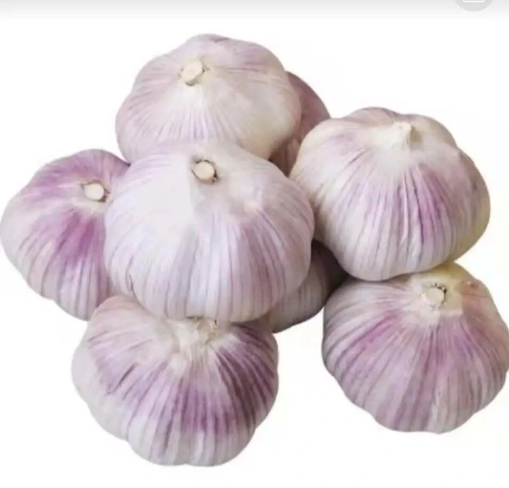 蒜头