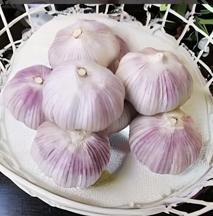 蒜头