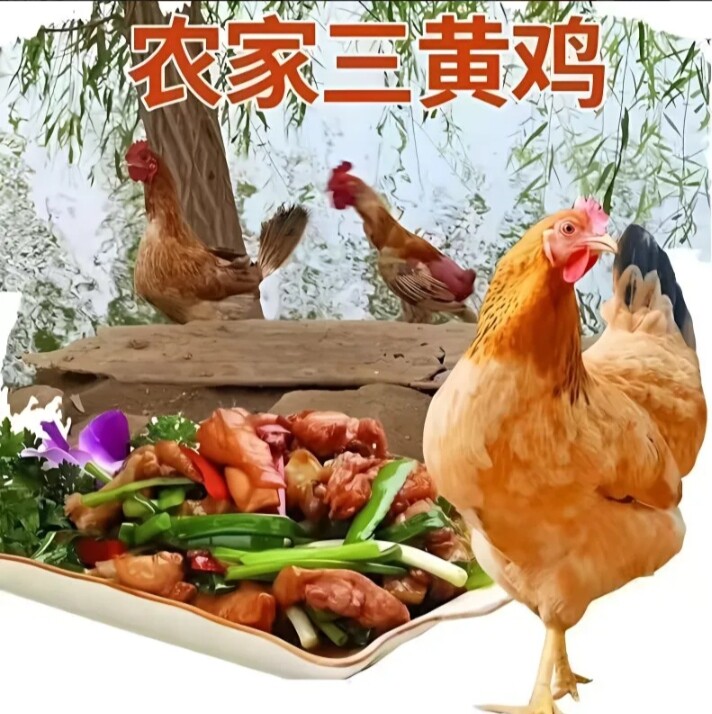 三黄鸡