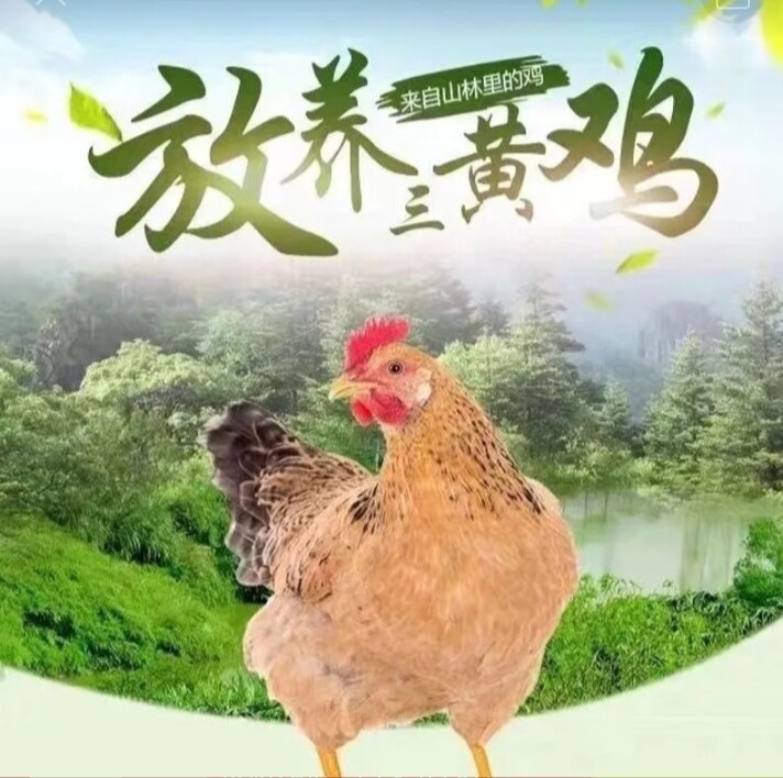 三黄鸡