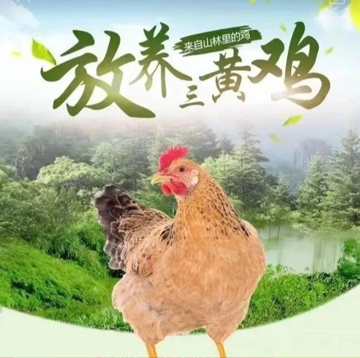 三黄鸡