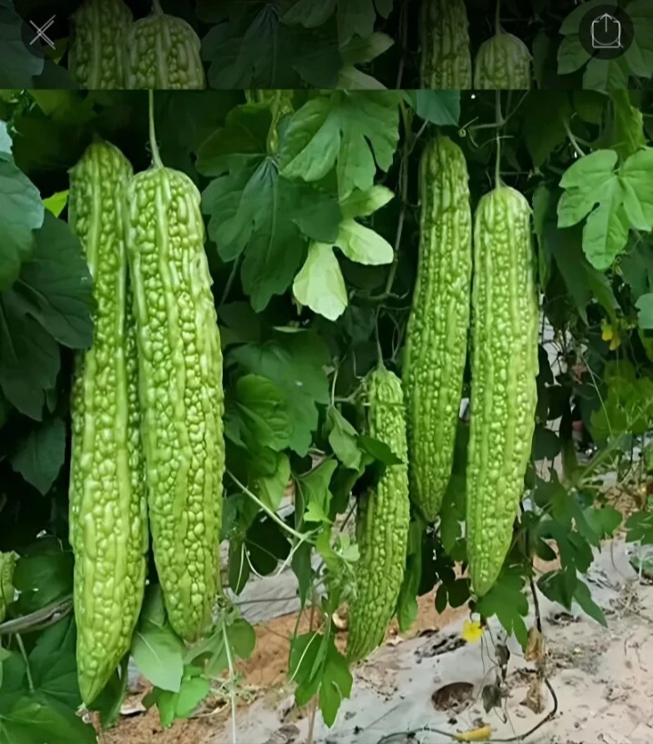 苦瓜