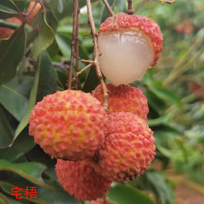 鹤山宅梧