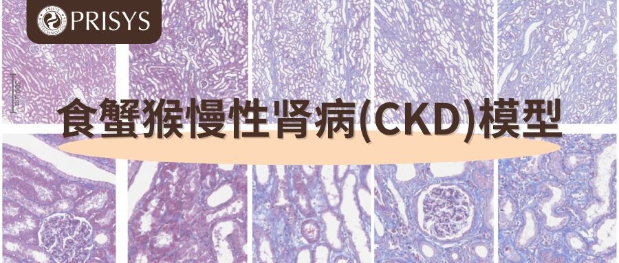动物疾病模型 | 浦灵生物食蟹猴慢性肾病(CKD)模型