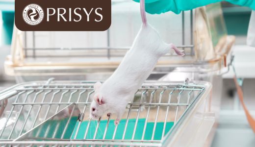 人类疾病动物模型：推动生物医学研究的关键