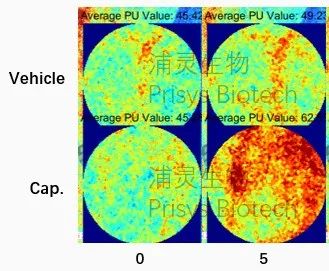 动物疾病模型 | 浦灵生物食蟹猴疼痛(Pain)模型