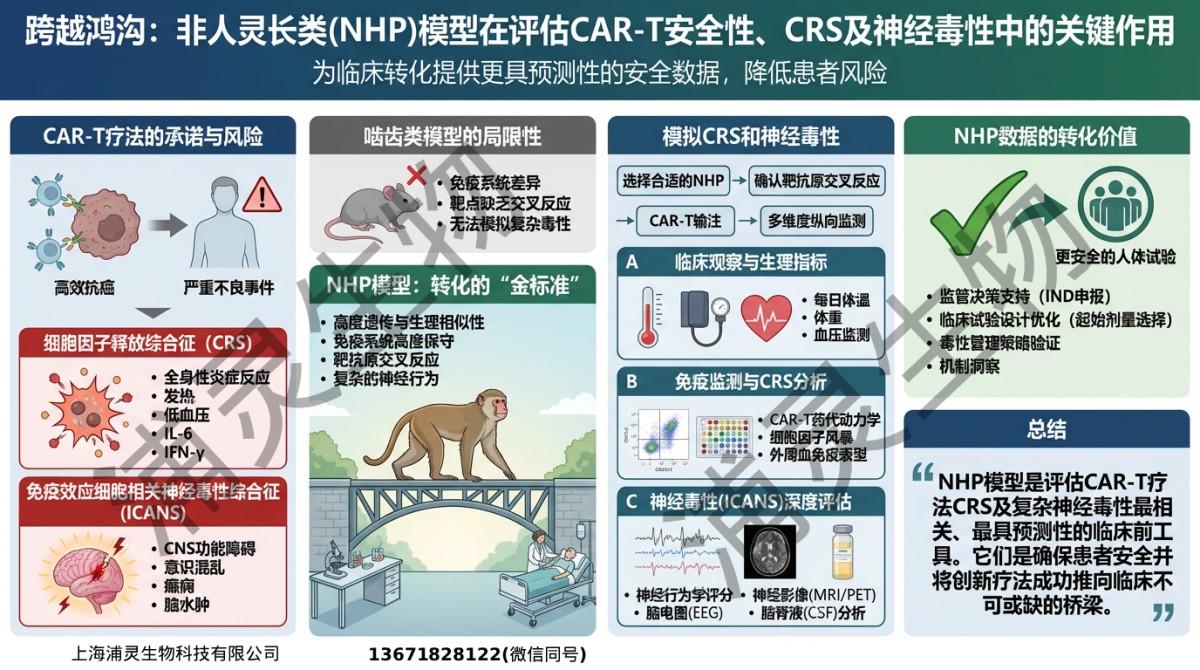 CAR-T研发:从实验室到临床的转化挑战与NHP模型的重要性 CAR-T研发:从实验室到临床的转化挑战与NHP模型的重要性