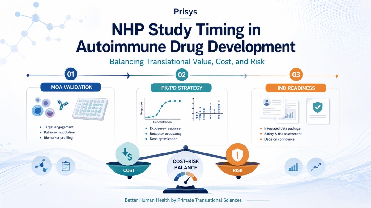 Most Cost-Effective Time to Introduce NHP Studies in Autoimmune Drug Development