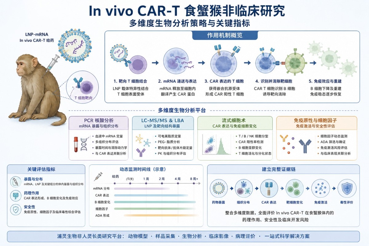 Invivo CAR-T 食蟹猴非临床研究多维度生物分析策略与关键指标 Invivo CAR-T 食蟹猴非临床研究多维度生物分析策略与关键指标