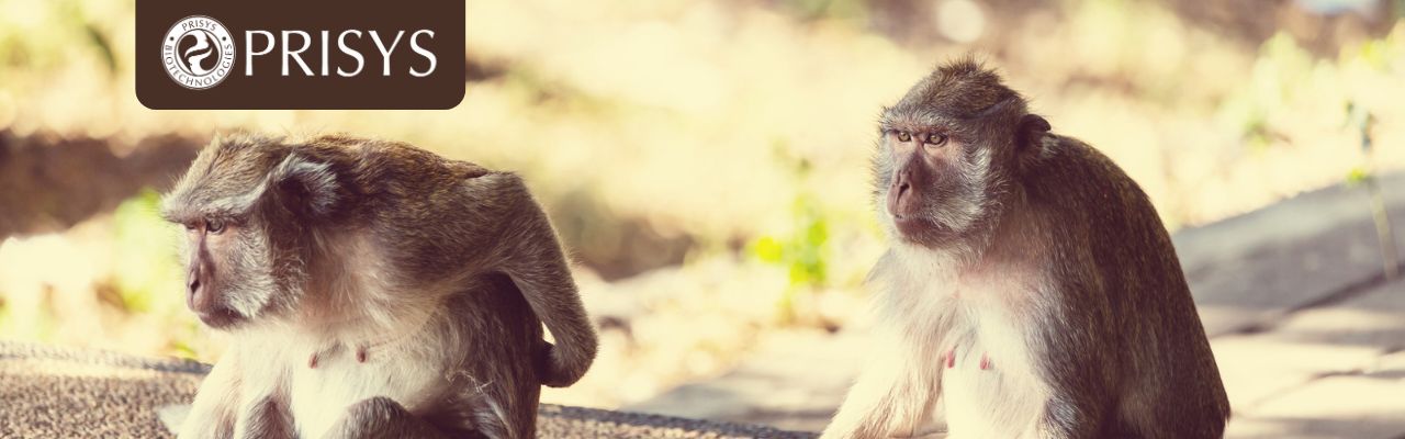 非人灵长类疾病模型