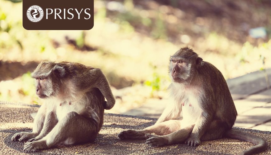 改变药物发现：非人灵长类动物如何优化 SiRNA 筛选以获得更快、更有效的结果