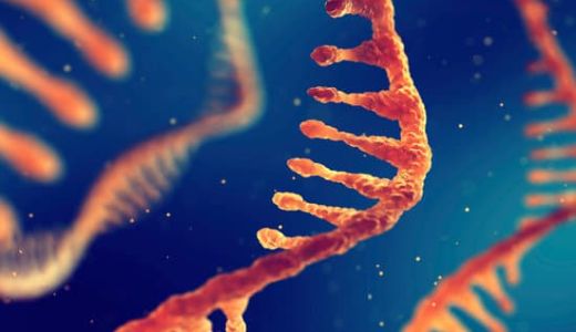 非人灵长类动物如何改变siRNA研究