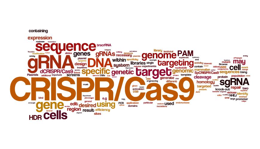 利用非人灵长类动物模型提高CRISPR/Cas9研究效率