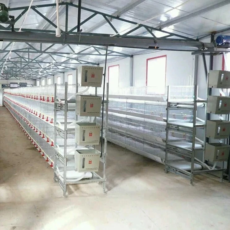 我们的团队为客户设计和建造科学的鸡舍