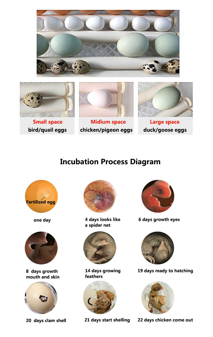 56-224eggs incubator (3).jpg