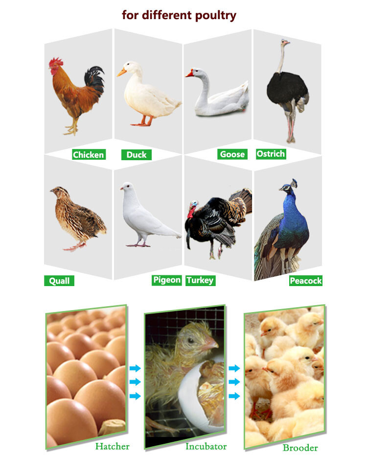 solar egg incubator (8).jpg