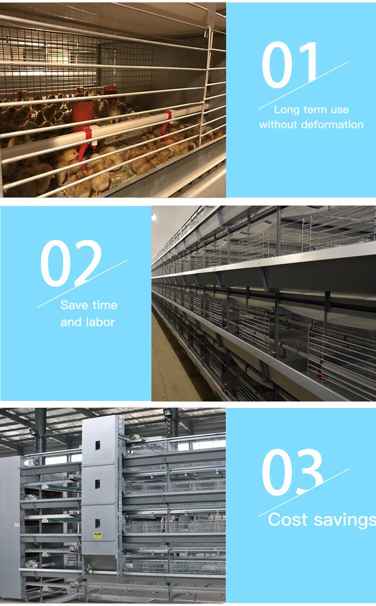 chicken cage (6).jpg