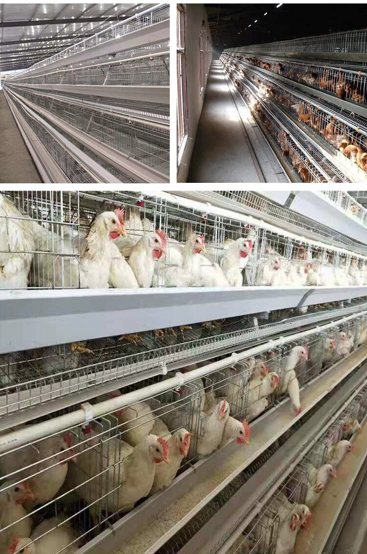 chicken cage (7).jpg