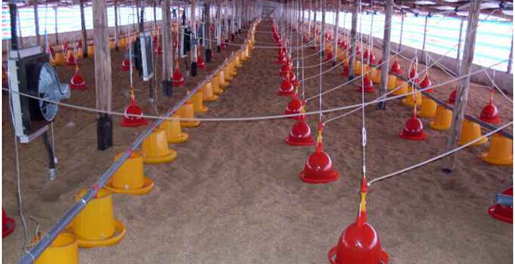 chicken feeder (7).jpg