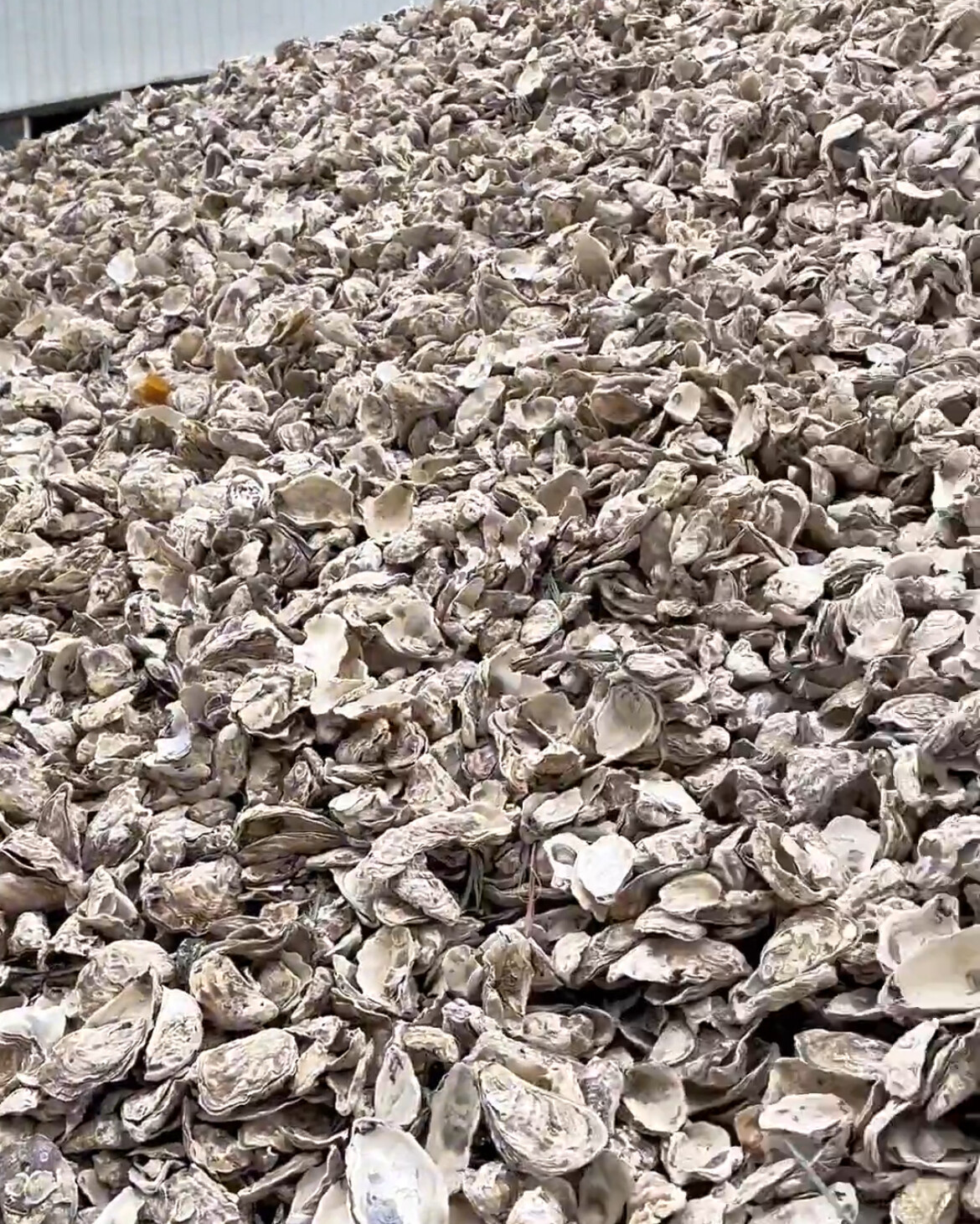 oyster shell oyster shell