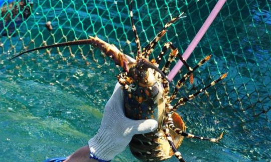 shrimp.png shrimp.png