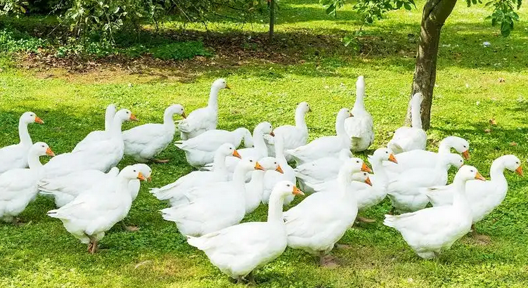 The Role of Ultrafine Pulverizers in Enhancing Soybean Meal Utilization in the Feed Industry