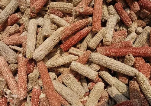 corn cop.jpg corn cop.jpg