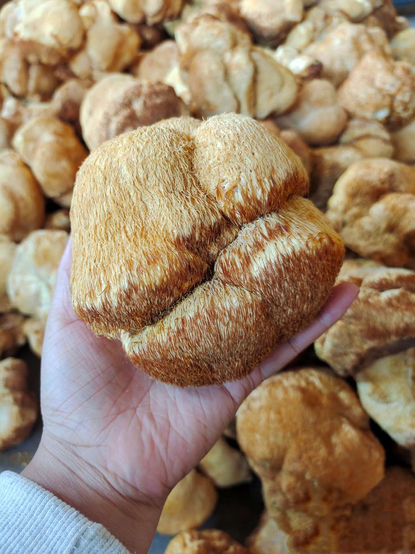 Qingdao CLender Machinery Co., Ltd. Introduces Ultrafine Grinding Technology for Monkey Head Mushroom