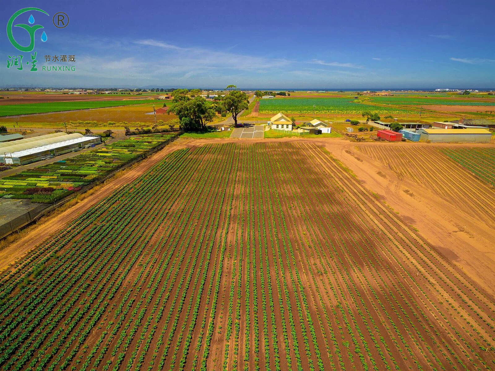 El riego por goteo revoluciona el cultivo de batata en Australia, aumentando los rendimientos y ahorrando agua El riego por goteo revoluciona el cultivo de batata en Australia, aumentando los rendimientos y ahorrando agua