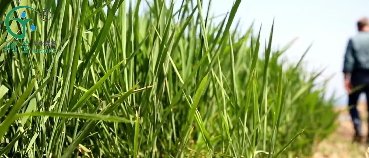 Riego por goteo: un cambio en la forma de cultivar arroz de forma sostenible en Turquía Riego por goteo: un cambio en la forma de cultivar arroz de forma sostenible en Turquía