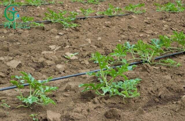 ¿Qué sistemas de riego para el cultivo de frutas? ¿Qué sistemas de riego para el cultivo de frutas?