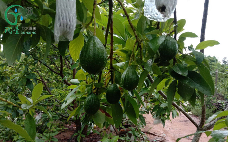 Cultivo de aguacate en Sudamérica y sistemas de riego por goteo Cultivo de aguacate en Sudamérica y sistemas de riego por goteo