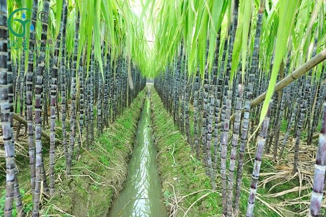 El Cultivo de la Caña de Azúcar en Brasil: La importancia de la tecnología de riego por goteo El Cultivo de la Caña de Azúcar en Brasil: La importancia de la tecnología de riego por goteo