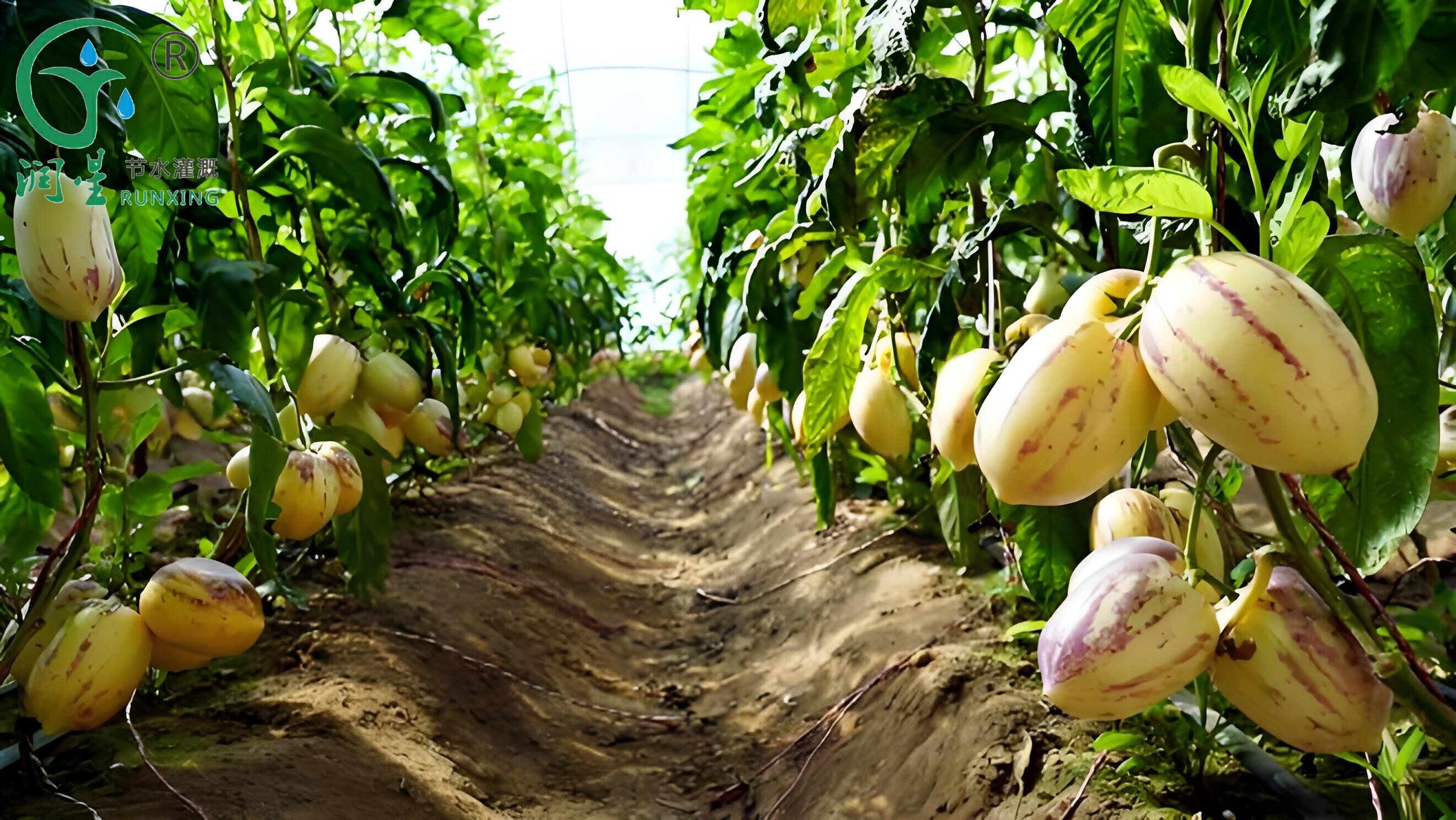 El cultivo del fruto del ginseng colombiano y la necesidad de sistemas de riego por goteo El cultivo del fruto del ginseng colombiano y la necesidad de sistemas de riego por goteo