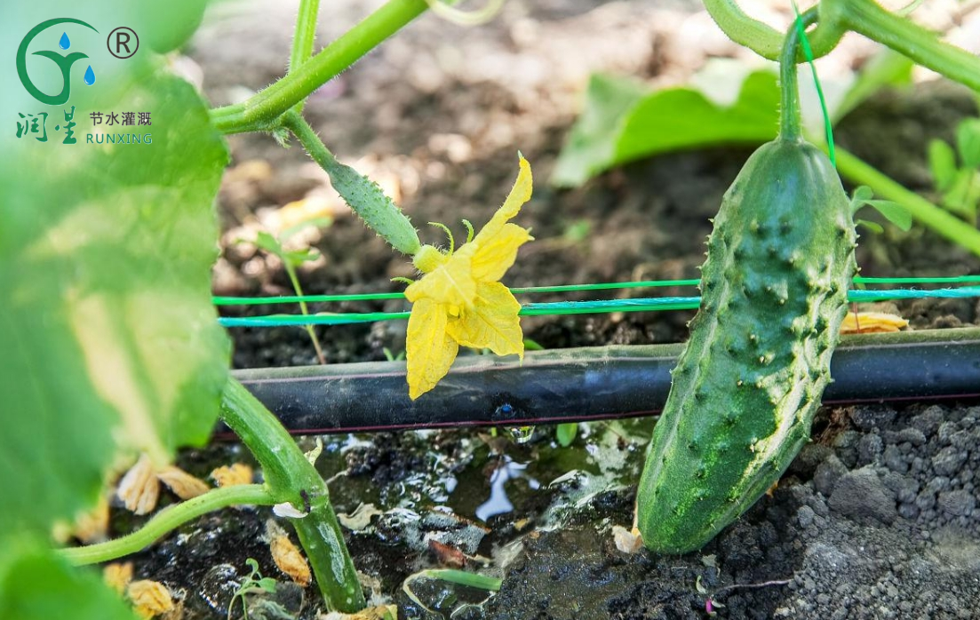 Instalación de cultivo de pepinos de Columbia y riego por goteo Divulgación científica Instalación de cultivo de pepinos de Columbia y riego por goteo Divulgación científica