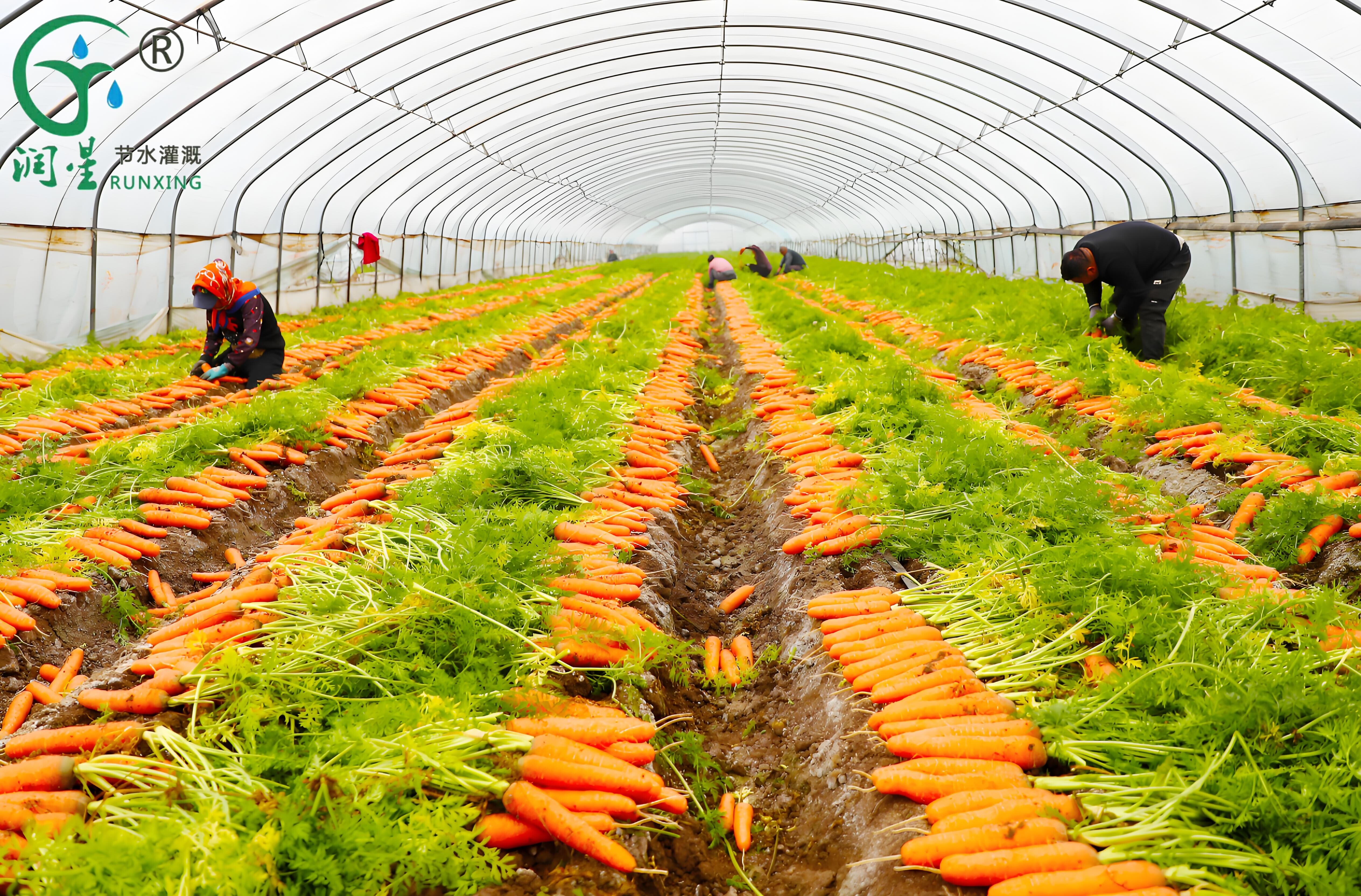 Colombia El cultivo de la zanahoria y la necesidad de sistemas de riego por goteo