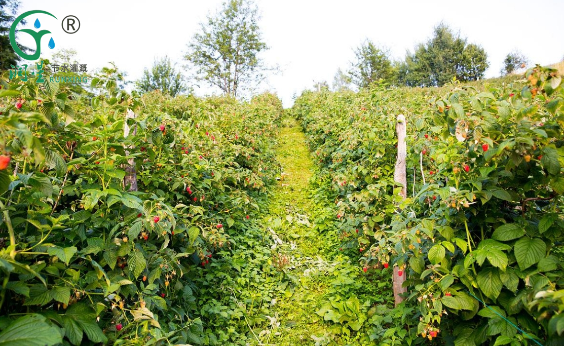 Guía para el cultivo de frambuesa en Colombia con sistemas de riego por goteo