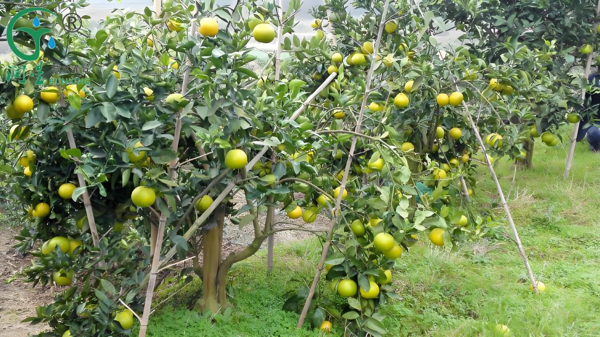 12345(1).jpg 12345(1).jpg