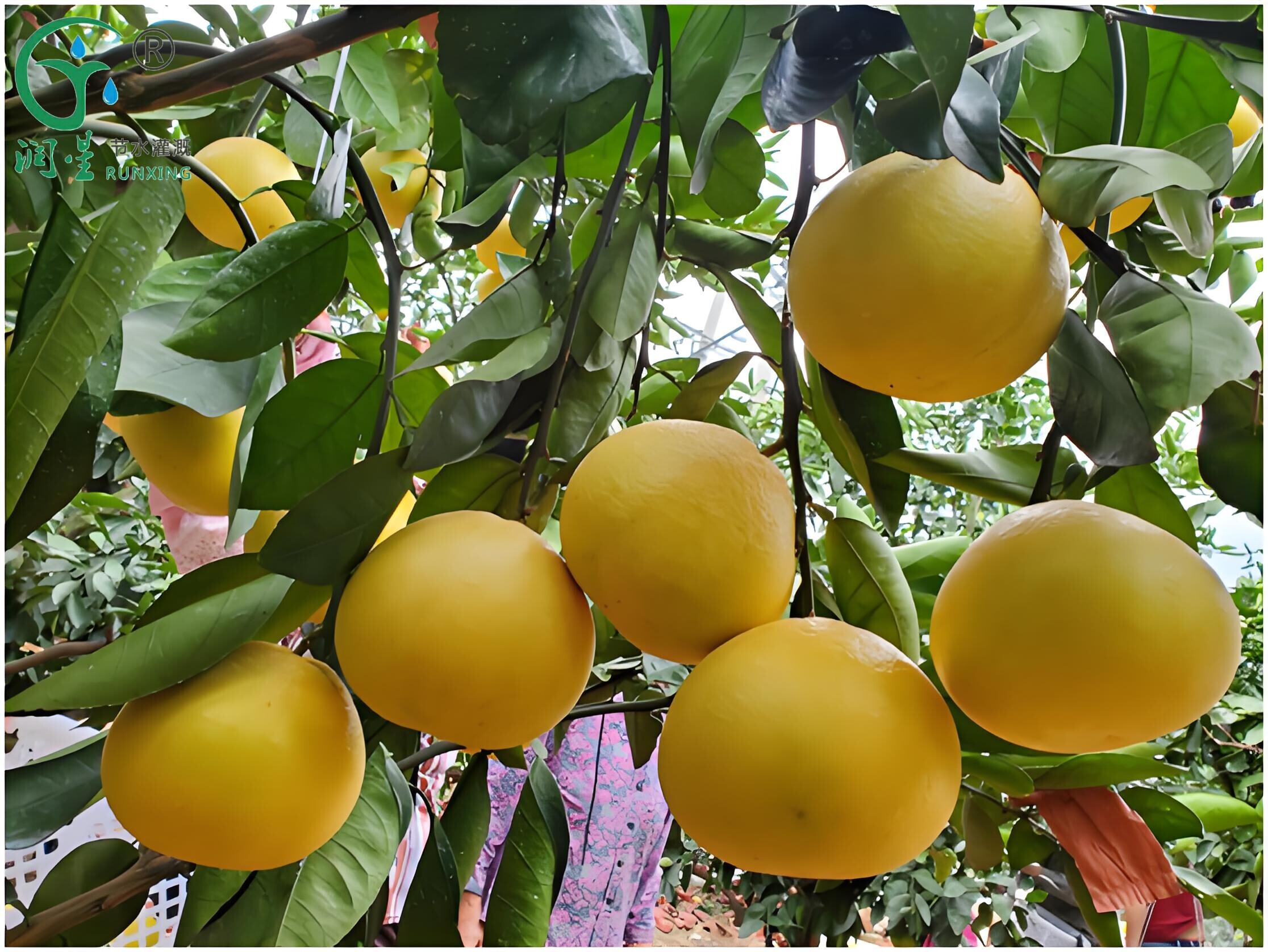 El cultivo de pomelo en Colombia y la necesidad de sistemas de riego por goteo El cultivo de pomelo en Colombia y la necesidad de sistemas de riego por goteo