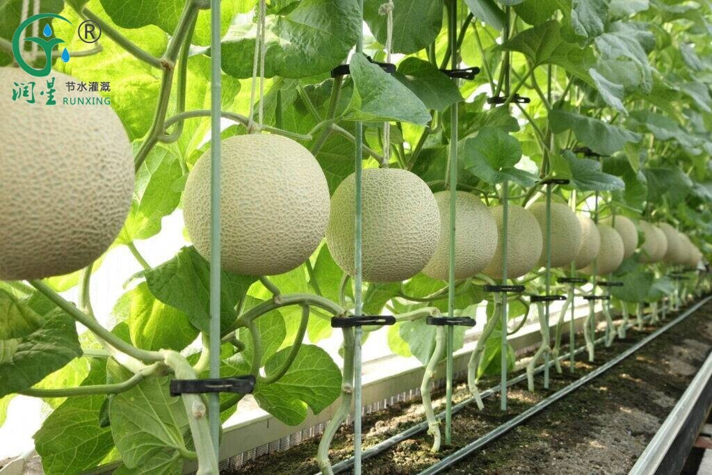 Ciencia del Cultivo del Melón en Brasil: La importancia de los sistemas de riego por goteo y los detalles de implementación Ciencia del Cultivo del Melón en Brasil: La importancia de los sistemas de riego por goteo y los detalles de implementación
